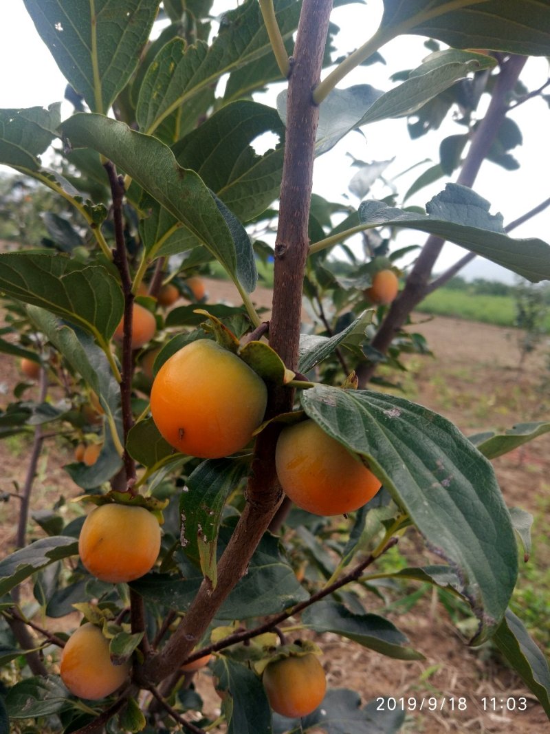 吊红柿子
