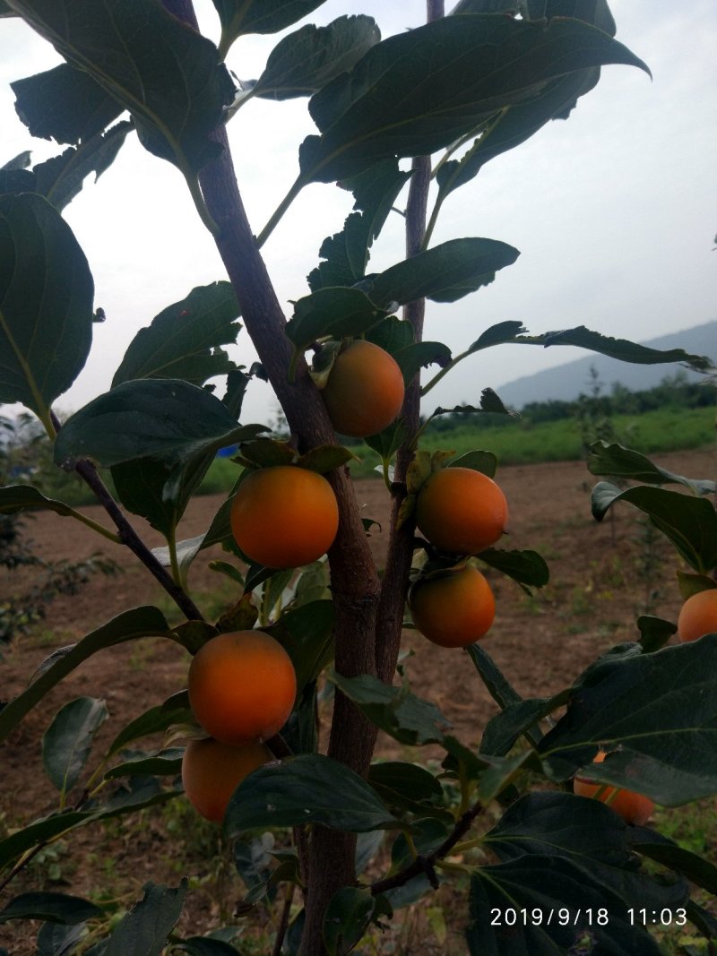 吊红柿子