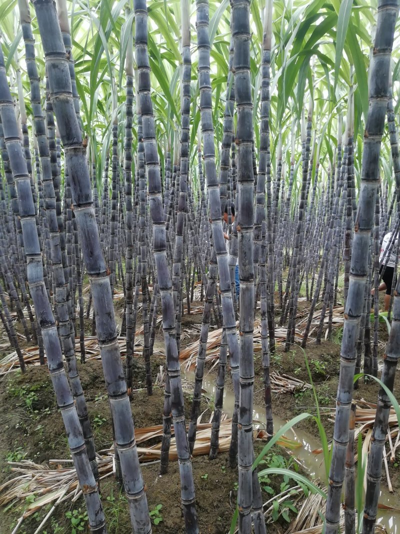 热销《黑皮甘蔗基地》质保13～16cm节度一条。