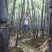 热销《黑皮甘蔗基地》质保13～16cm节度一条。