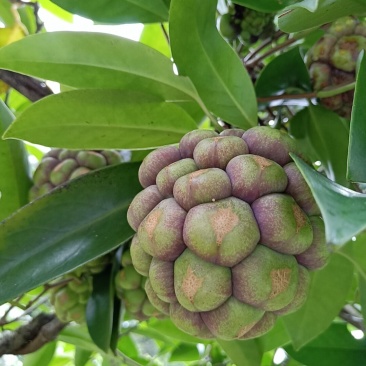 黑老虎果