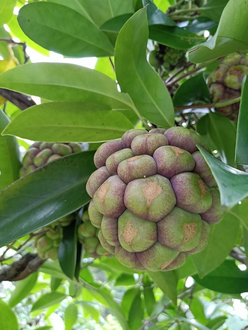 黑老虎果