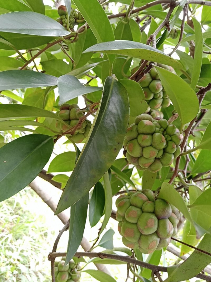 黑老虎果