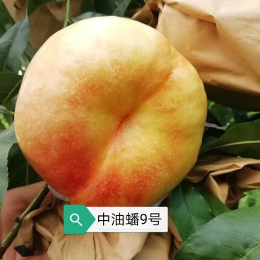 油桃苗油蟠桃苗早蟠桃精品白肉的油蟠桃