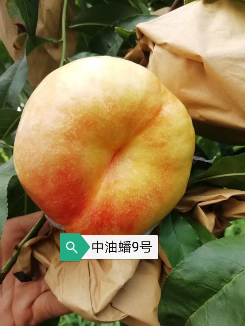 油桃苗油蟠桃苗早蟠桃精品白肉的油蟠桃