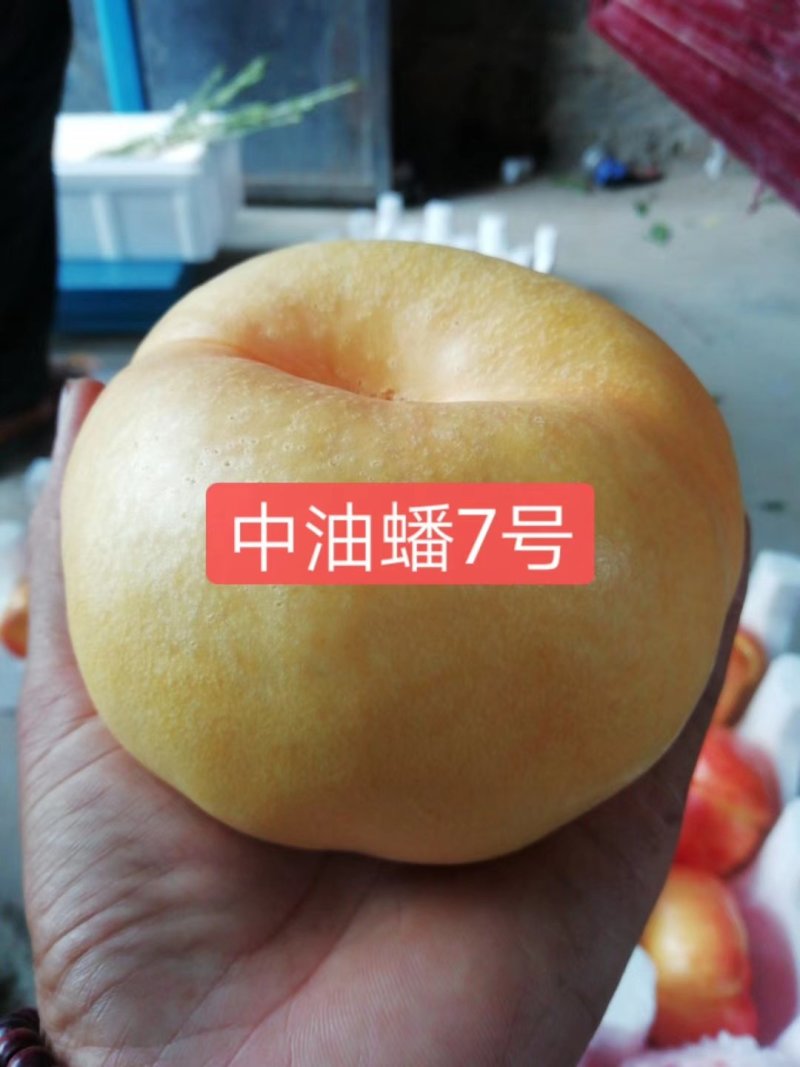 油桃苗油蟠桃苗早蟠桃精品白肉的油蟠桃