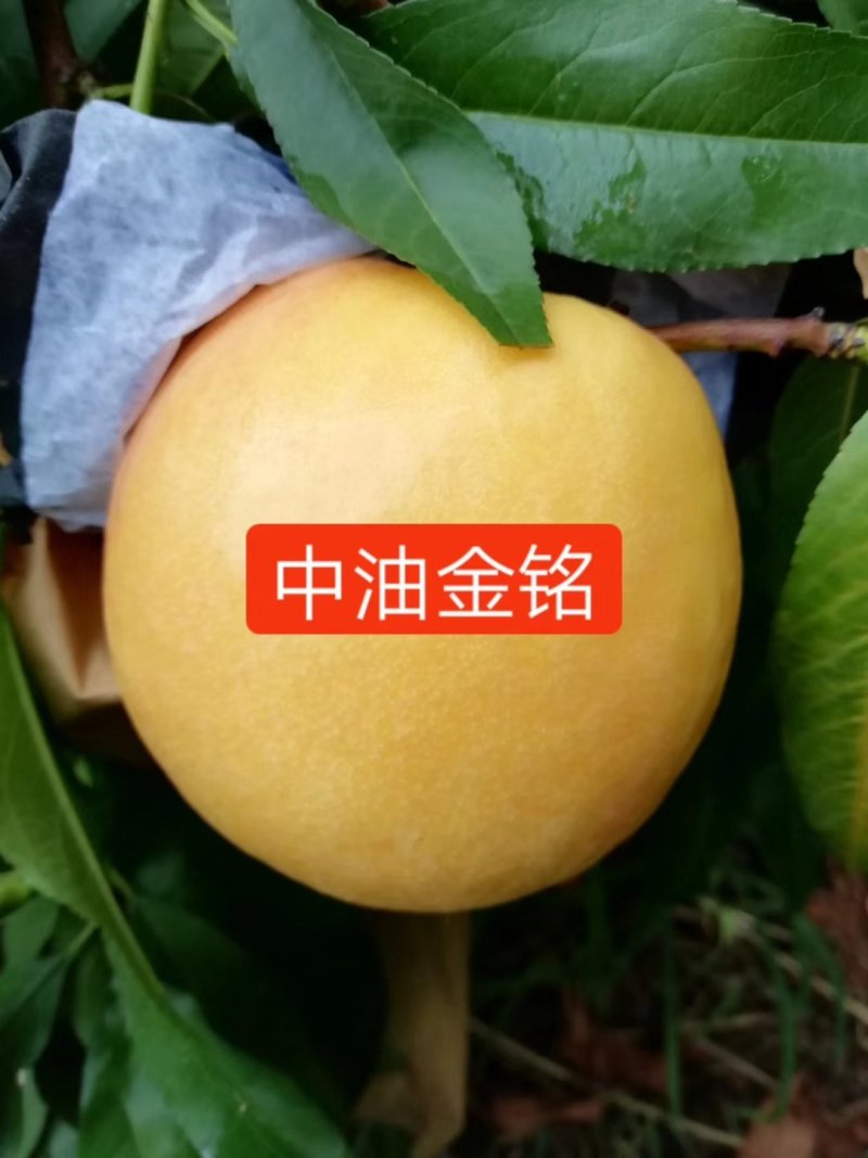 油桃苗油蟠桃苗早蟠桃精品白肉的油蟠桃
