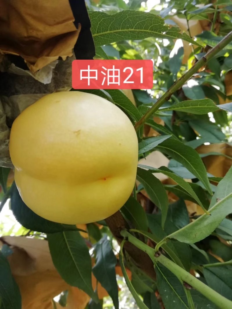 油桃苗油蟠桃苗早蟠桃精品白肉的油蟠桃