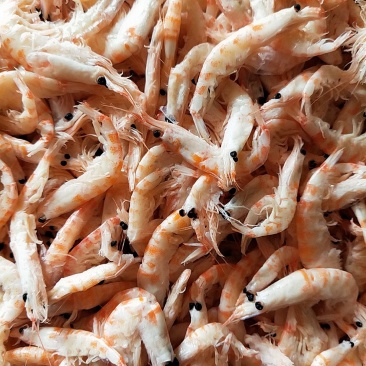 丹东海鲜磷虾干