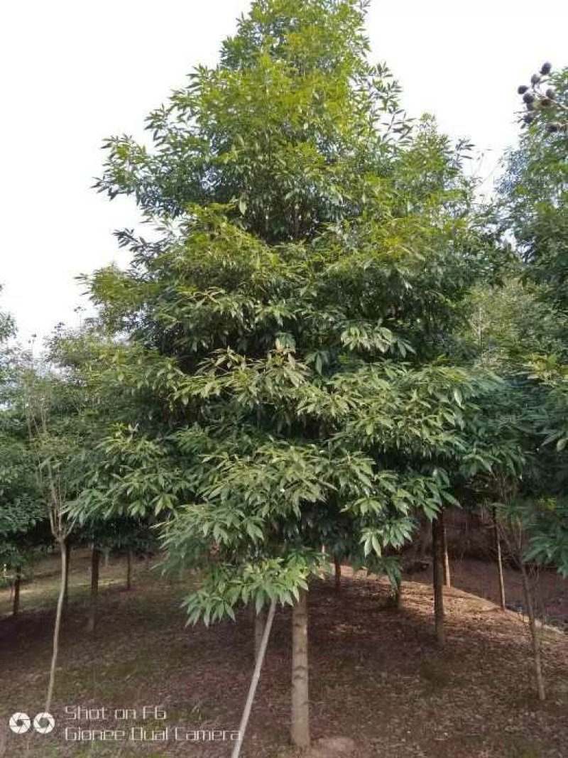 小叶金丝楠木，别称桢楠，