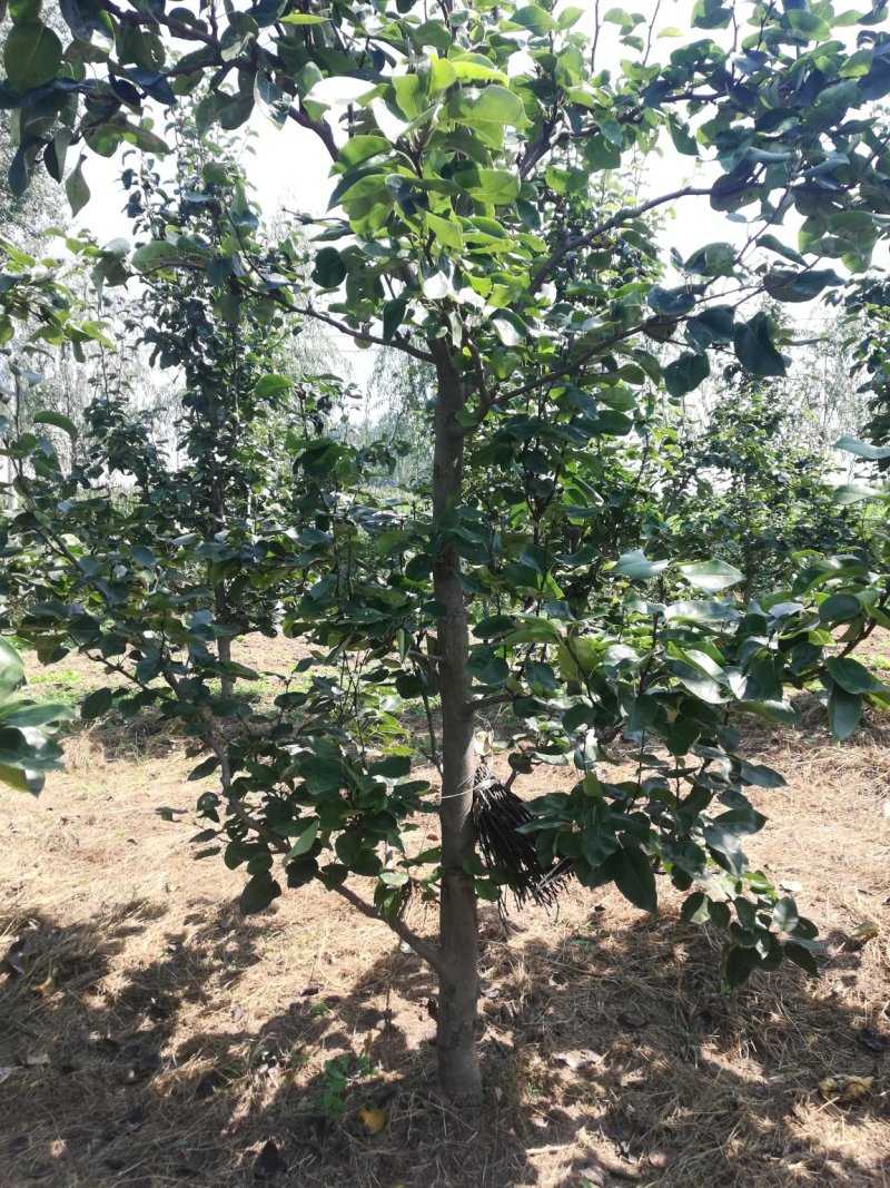 梨树.占地梨树.皇梨树.打土球翠冠梨树酥梨树