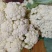 青梗松花菜，质优价廉