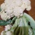 青梗松花菜，质优价廉
