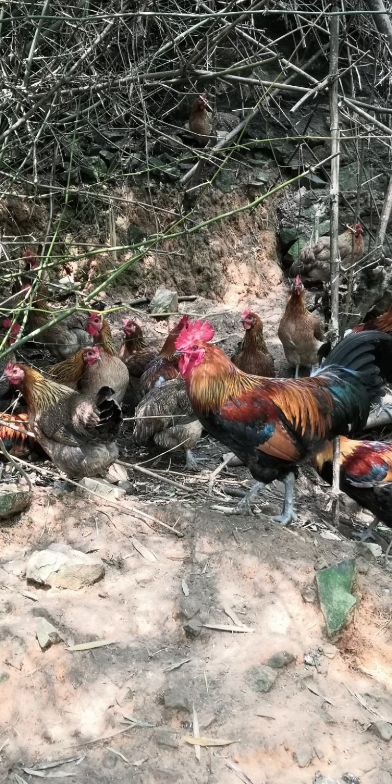 土鸡