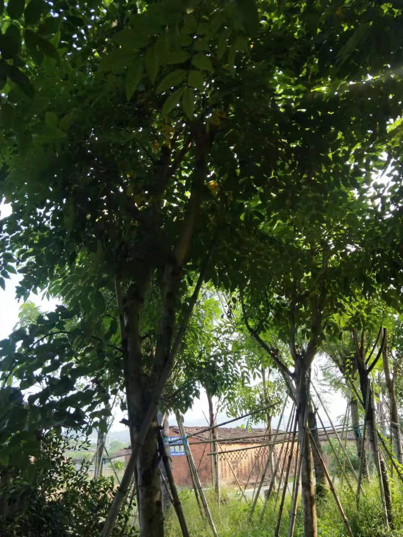 腊肠树骨架全冠地苗移植苗