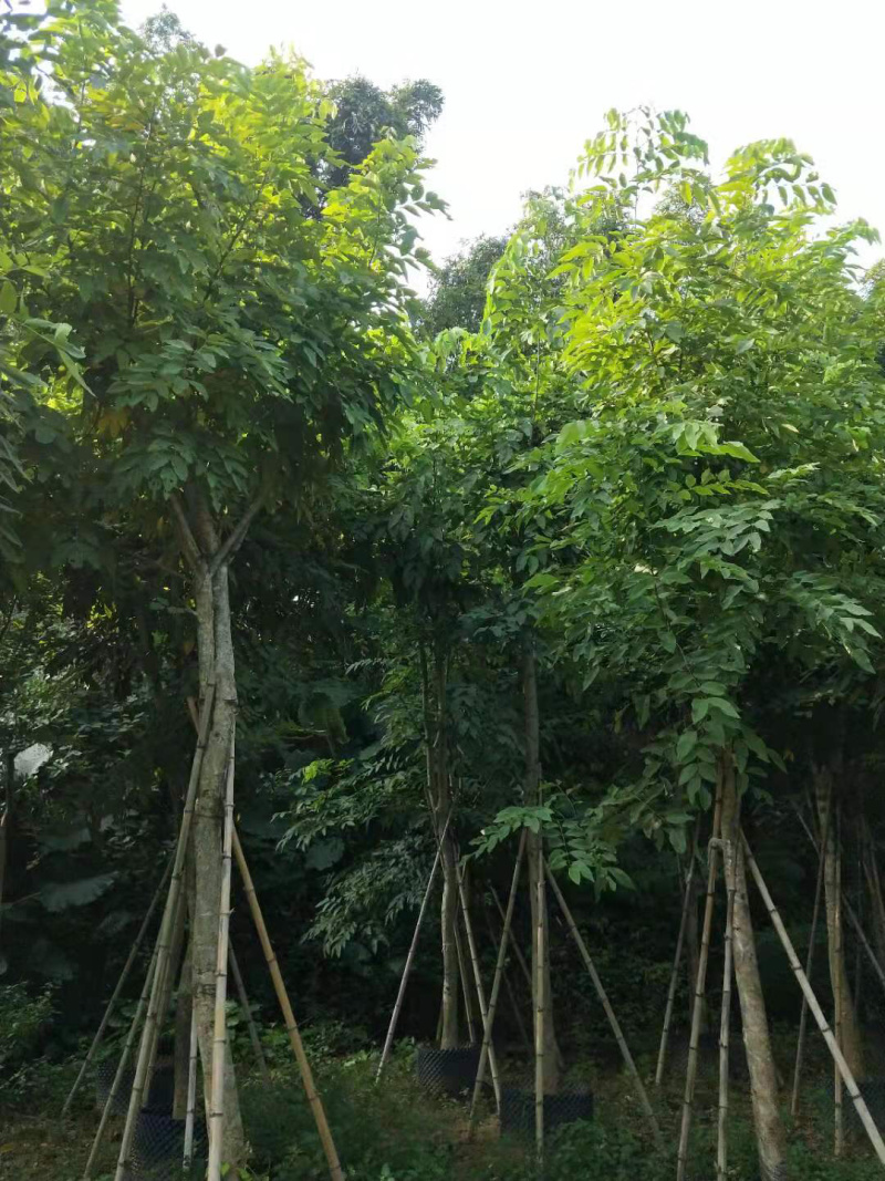 腊肠树骨架全冠地苗移植苗