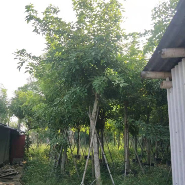 腊肠树骨架全冠地苗移植苗
