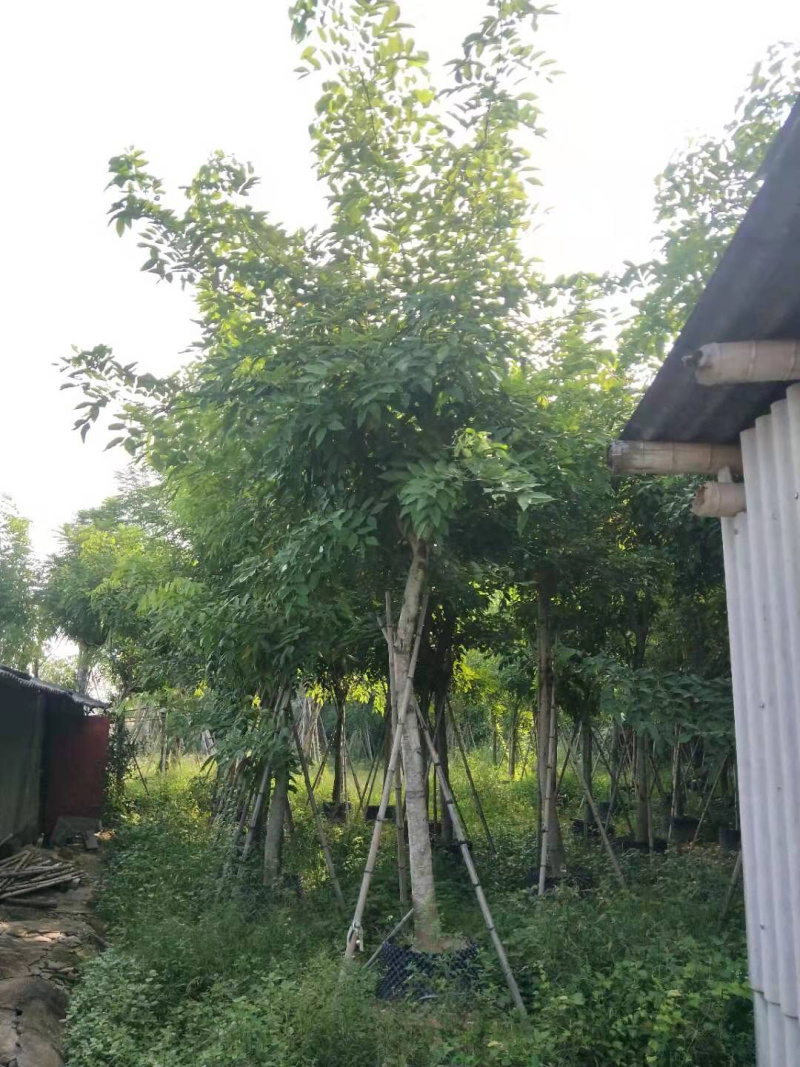 腊肠树骨架全冠地苗移植苗