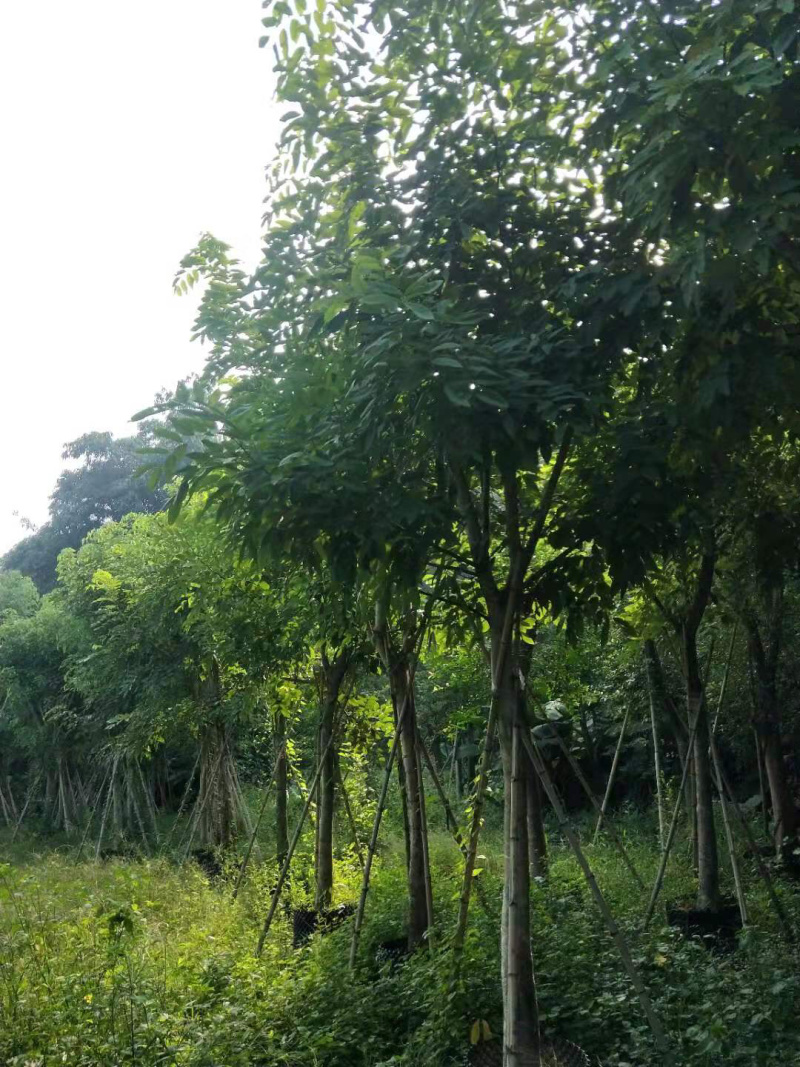 腊肠树骨架全冠地苗移植苗