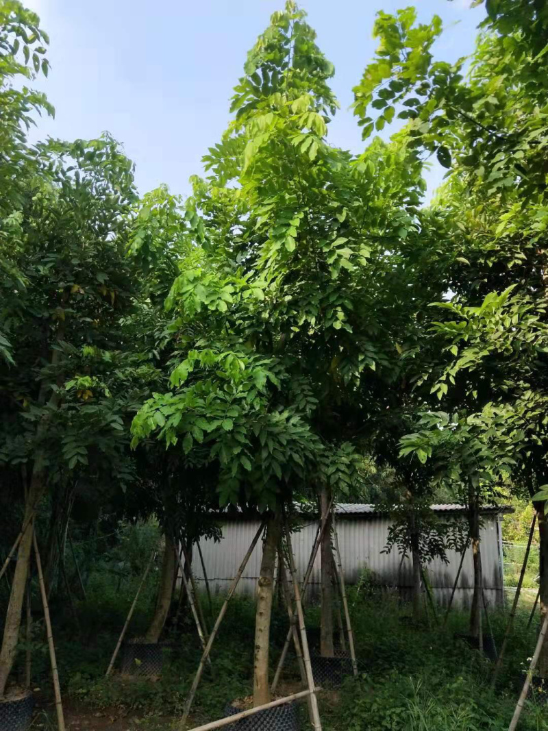 腊肠树骨架全冠地苗移植苗
