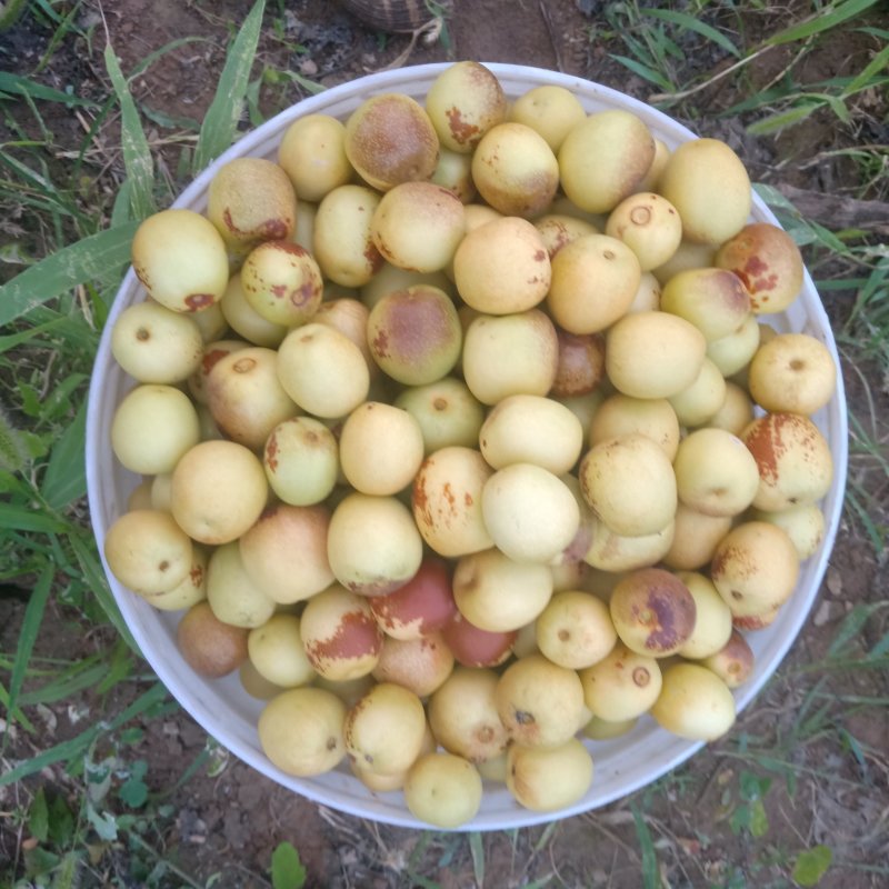精品大荔冬枣基地，大棚冬枣批发价格，口感脆甜