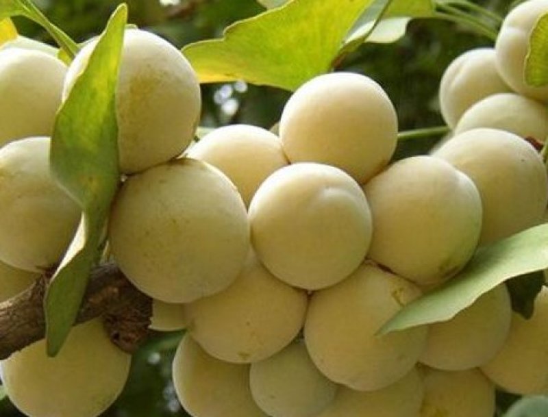 量大从优高质量白果