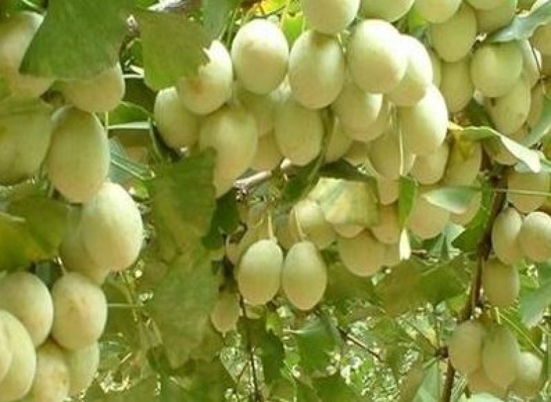 量大从优高质量白果