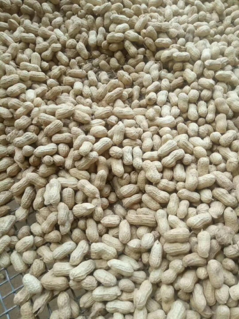 大量出售鲜花生