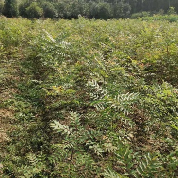 黄连木小苗当年黄连木小苗各种规格黄连木小苗基地供应