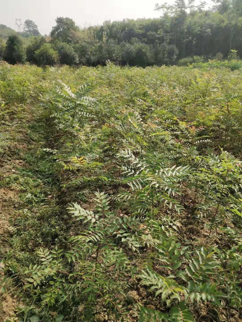 黄连木小苗当年黄连木小苗各种规格黄连木小苗基地供应