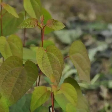 基地批发连香小苗连香树园林绿化连香树小苗