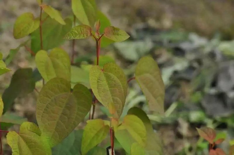 基地批发连香小苗连香树园林绿化连香树小苗