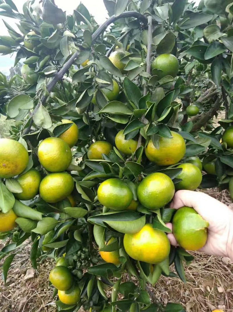 蜜橘🍊成熟无核蜜橘皮薄个大挂树鲜果入口即化一手货