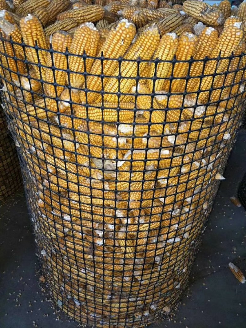 加厚玉米网圈地围栏网拦鸡网鱼塘防护网大棚防兜水网