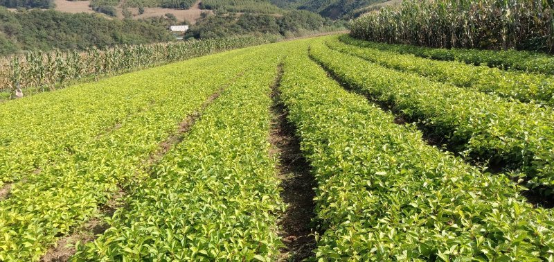 五味子苗