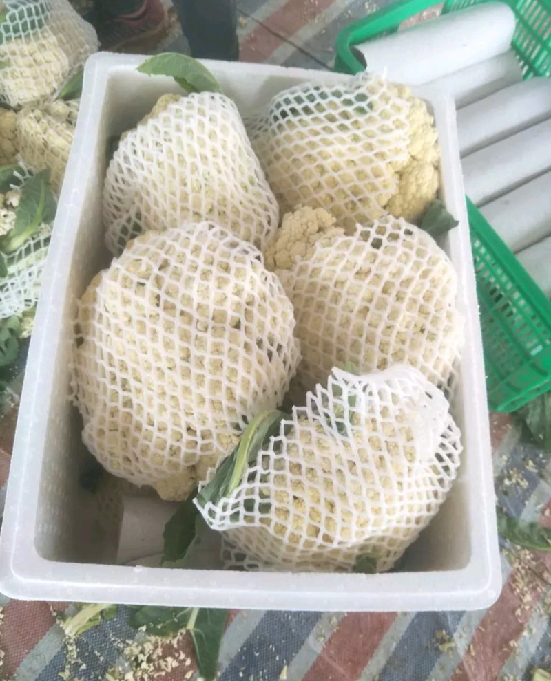 聊城有机花菜集中上市，急需客户前来收购，实力代收为你服务