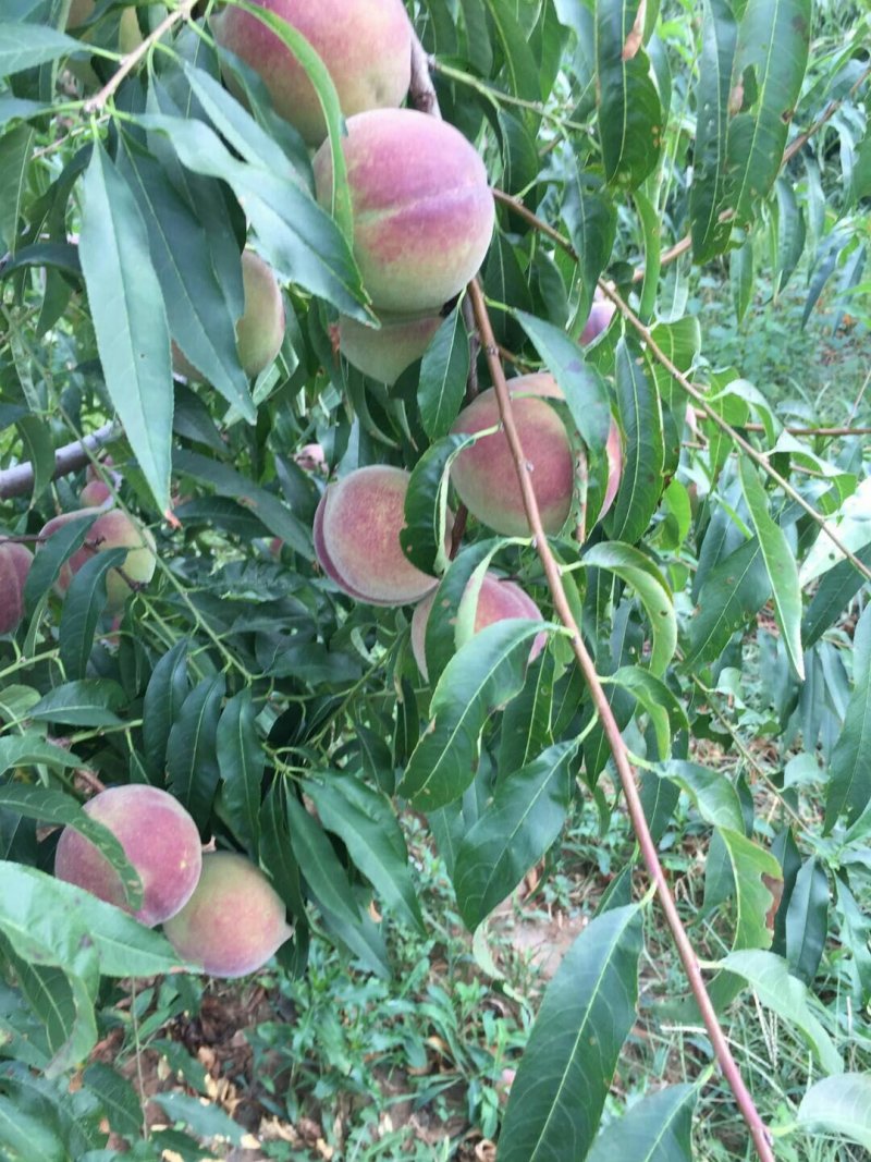 蜜桃大量上市，自家种植的，有两万斤左右，个头大
