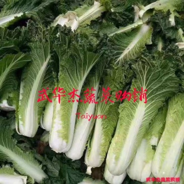 秋绿60(青麻叶)3.5斤左右货源充足,品质优良