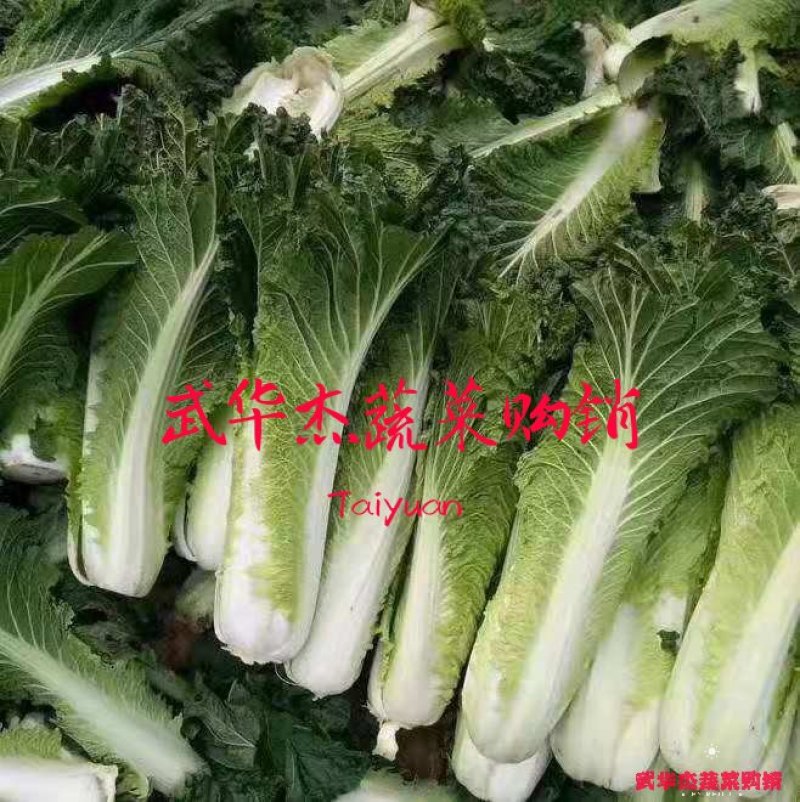 秋绿60（青麻叶）3.5斤左右货源充足，品质优良