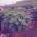 观赏菊