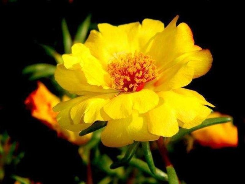 太阳花种子四季播种重瓣播种花种子种植室内阳台易种