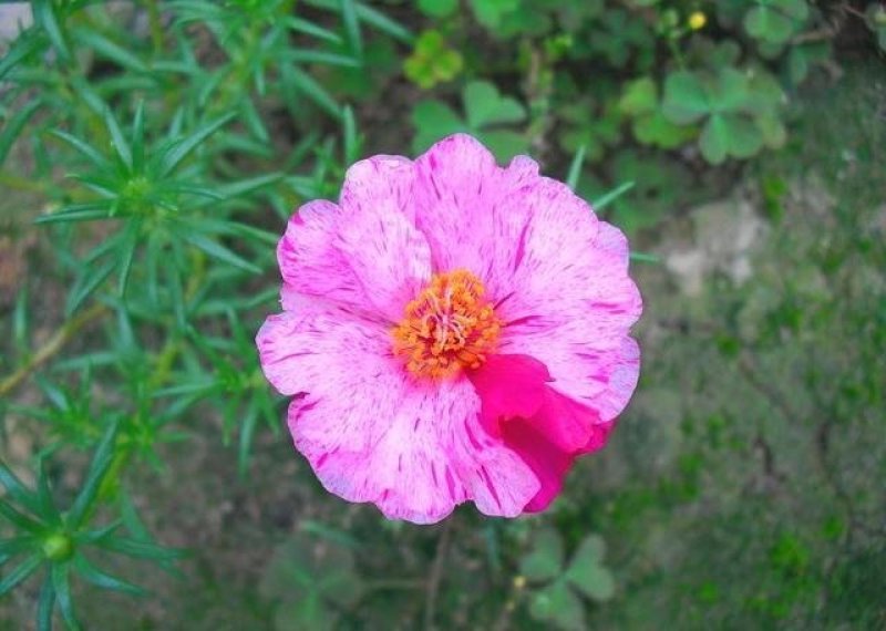 太阳花种子四季播种重瓣播种花种子种植室内阳台易种