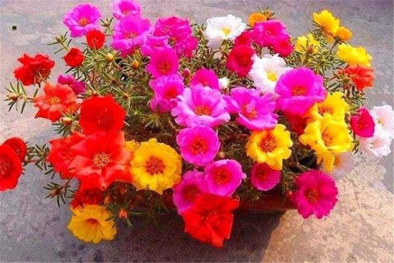 太阳花种子四季播种重瓣播种花种子种植室内阳台易种