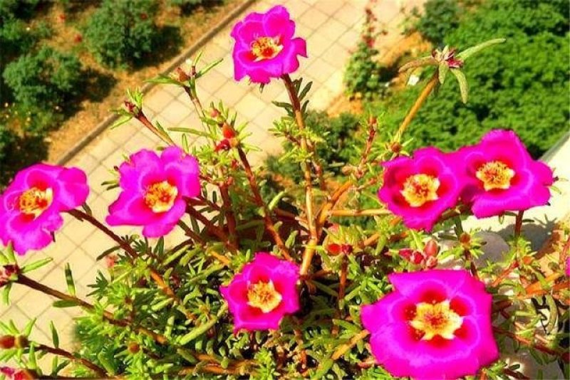 太阳花种子四季播种重瓣播种花种子种植室内阳台易种