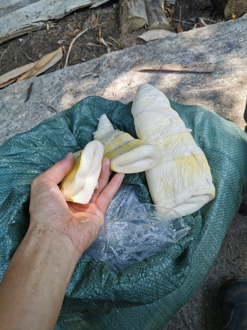 福建漳州笋尖丝货源充足价格美丽诚信合作欢迎来电