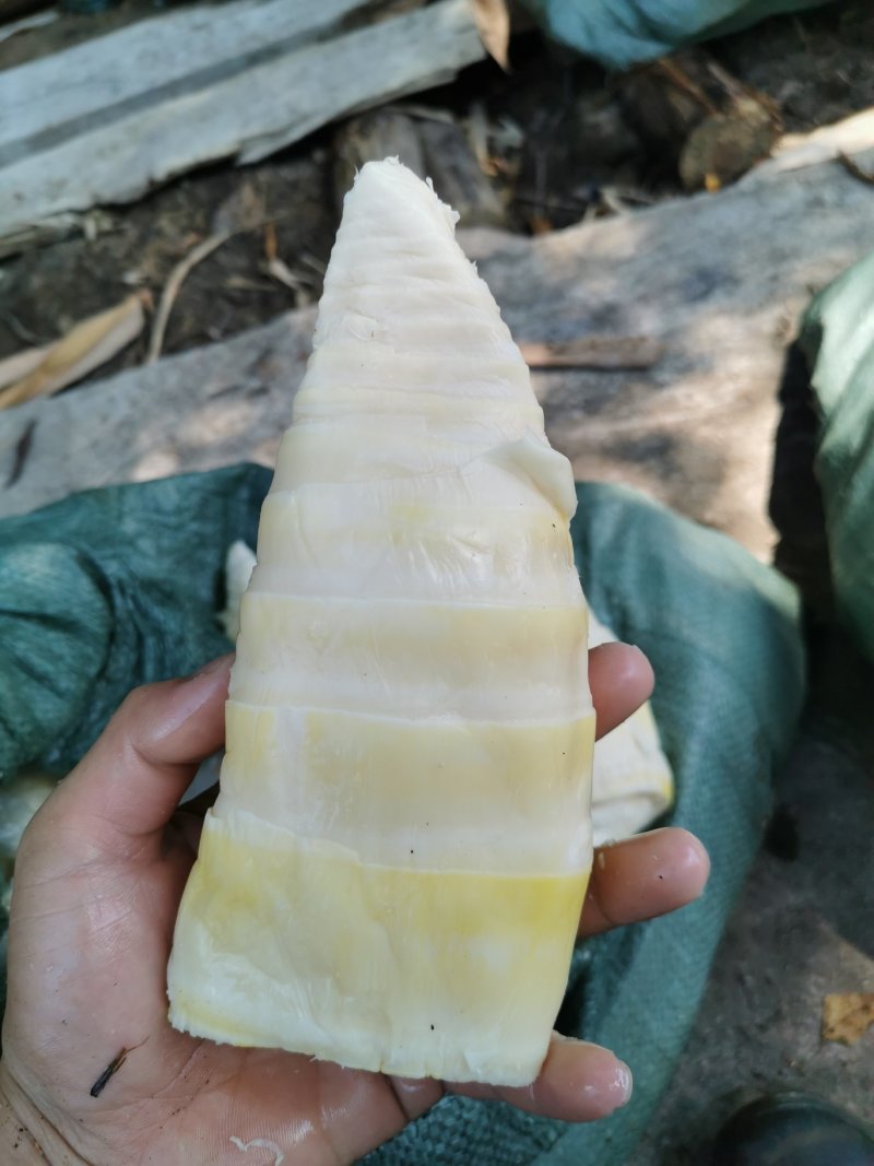 福建漳州笋尖丝货源充足价格美丽诚信合作欢迎来电