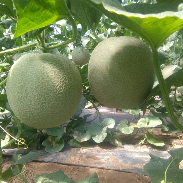 网纹瓜