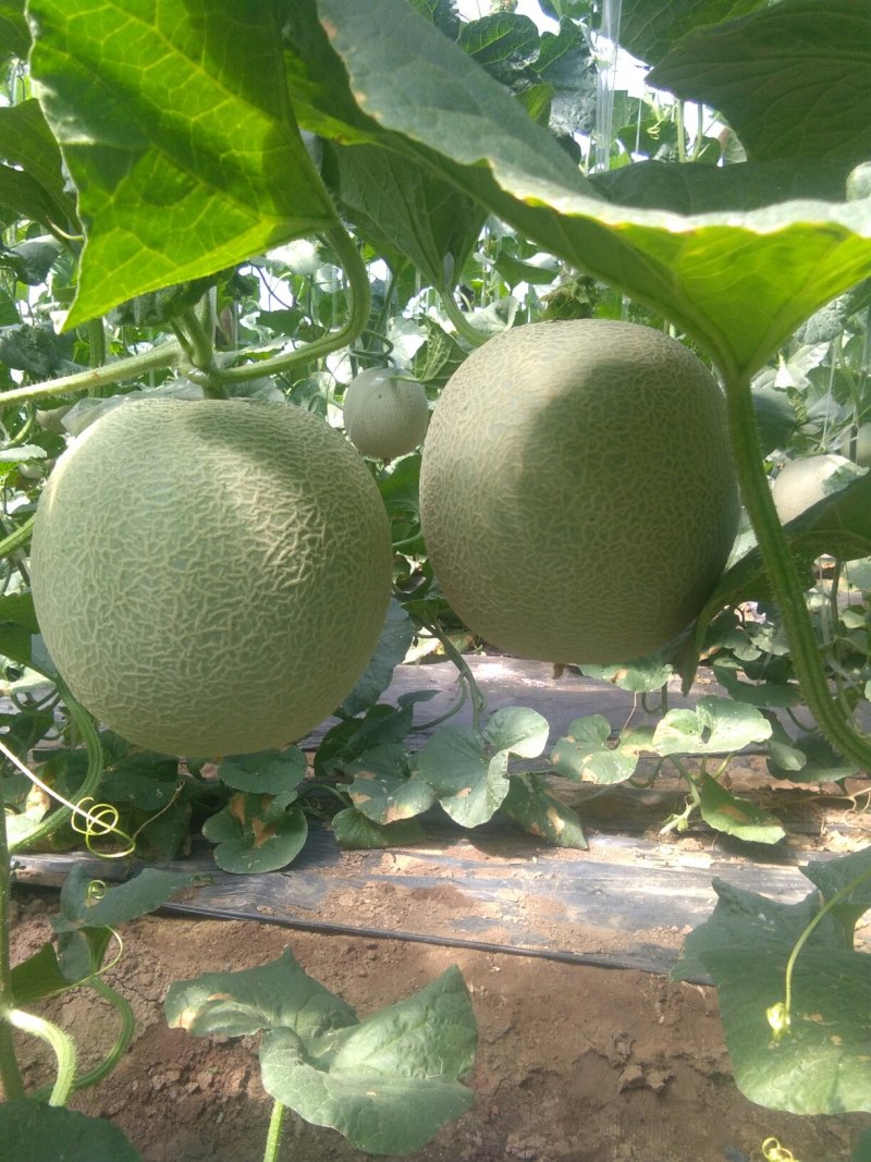 网纹瓜