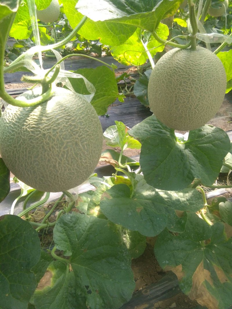网纹瓜
