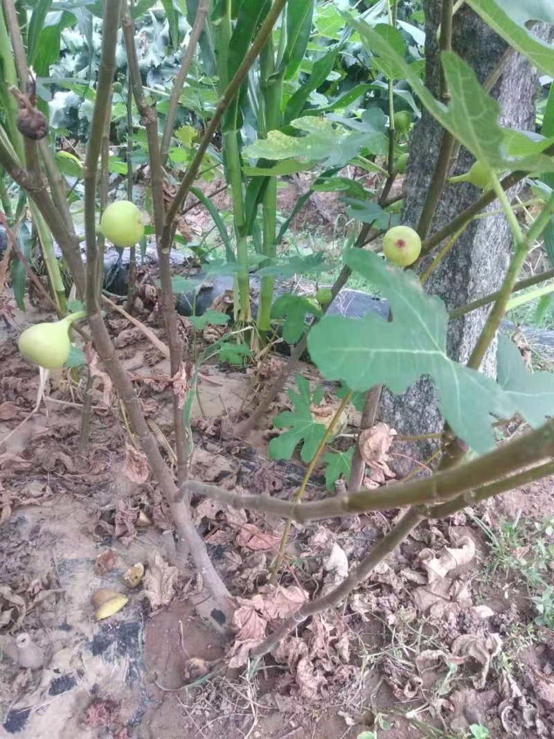 波姬红无花果苗布兰瑞克无花果苗无花果保品种